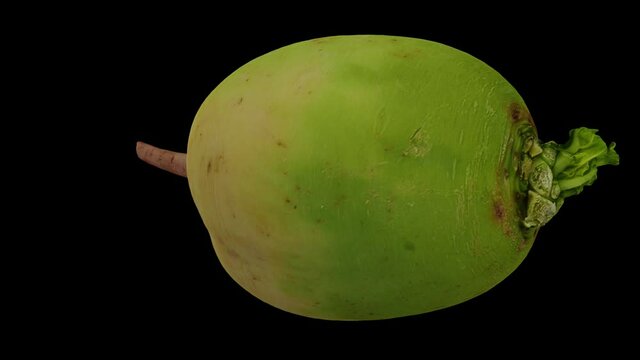 Realistic render of a rotating Watermelon Radish (Roosehearth, Red Daikon) on black background. The video is seamlessly looping, and the 3D object is scanned from a real radish.
