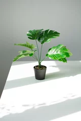 Fototapete Toilette A small monstera in a pot, on a white table in the sunlight.  © Roman Akimov