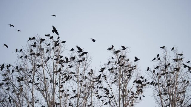 flock of birds flying in the sky crows. chaos surprise of death concept. group of birds flying in the sky. black crows fright in a group circling against fly the sky. migration movement of birds