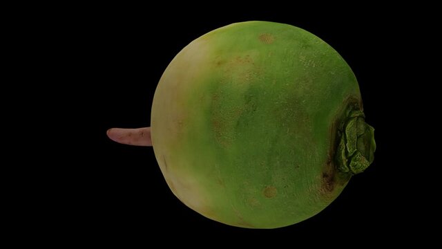 Realistic render of a spinning cut Watermelon Radish (Roosehearth, Red Daikon) on black background. The video is seamlessly looping, and the 3D object is scanned from a real radish.

