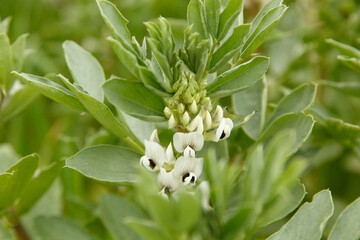 Flor de la planta de la haba en primavera, campos de Córdoba, Andalucía 