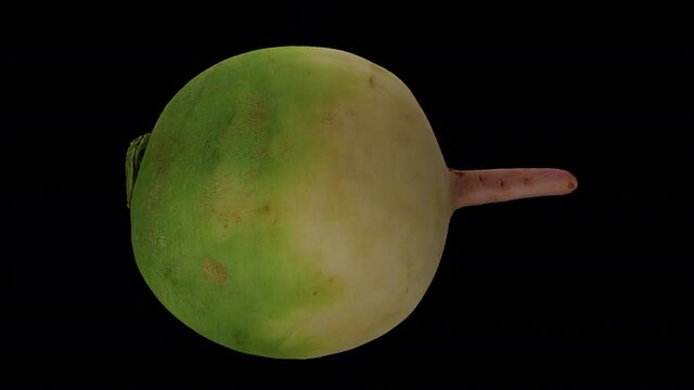 Realistic render of a rolling cut Watermelon Radish (Roosehearth, Red Daikon) on transparent background (with alpha channel). The video is seamlessly looping, and the 3D object is scanned from a real 