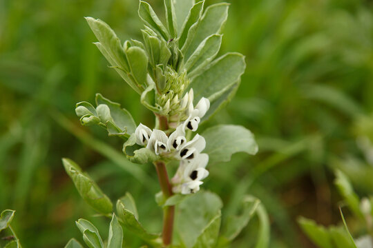 Flor de la planta de la haba en primavera, campos de C&oacute;rdoba, Andaluc&iacute;a 