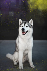 Husky and holi paints