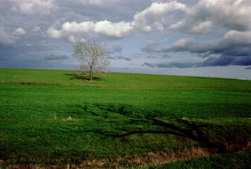 Fototapeta na wymiar A solitary tree in the middle of a lush green Spring pasture with an angled tree shadow in the foreground and rolling clouds dotting the sky in the background. Near Rocheport, Missouri USA, 1992.