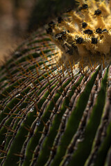 close up shot of barrel cactus cactaceae fruit 