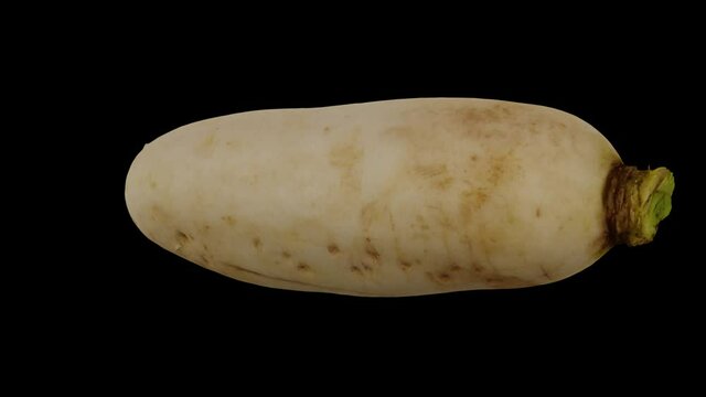 Realistic render of a spinning Daikon (White Japanese Radish) on black background. The video is seamlessly looping, and the 3D object is scanned from a real daikon.
