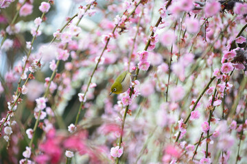しだれ梅の枝に留まるメジロ