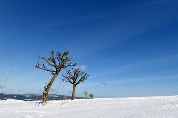Fototapeta na wymiar Schneelandschaft im Hunsrück
