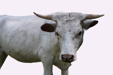 Ochse Kuh  bull isolated on white background.