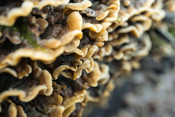 mushrooms on a tree