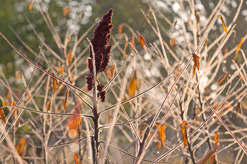 You can see the fruit of a vinegar tree. The first hoarfrost can be seen.