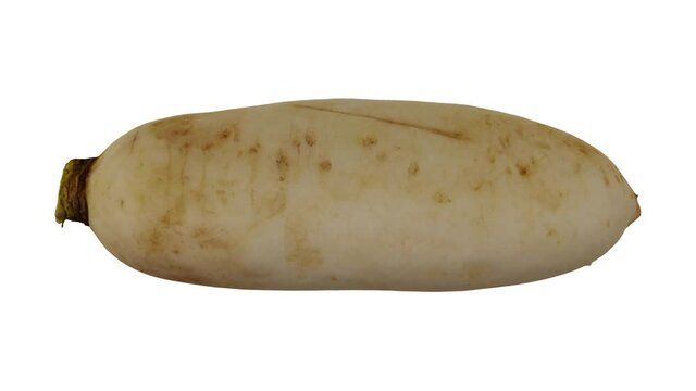 Realistic render of a rolling Daikon (White Japanese Radish) on white background. The video is seamlessly looping, and the 3D object is scanned from a real daikon.
