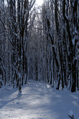 Waldweg im Nationalpark Hunsrück-Hochwald