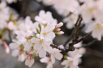 桜の花　アップ