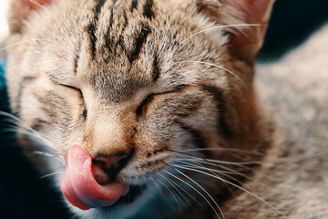 Striped lazy cat is licking its lips. Pet relax in basket. Domestic animal is resting. Pink tongue.