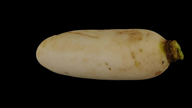 Realistic render of a rotating Daikon (White Japanese Radish) on black background. The video is seamlessly looping, and the 3D object is scanned from a real daikon.
