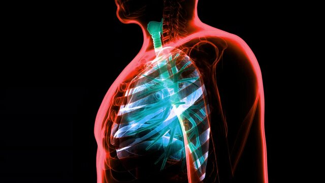 Human Respiratory System Lungs Anatomy Animation Concept