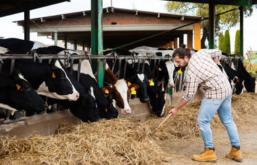 Confident young farmer feeding cows with hay in stall of dairy farm