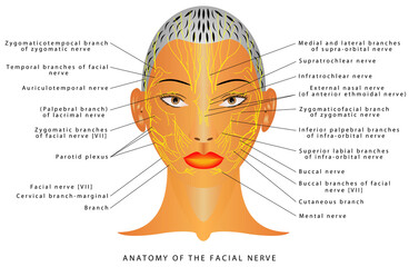 Anatomy of the facial nerve. The mandibular nerve and other nerves of the head. Front and right view. Cranial Nerves, the Facial Nerves (VII).