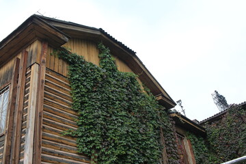 old wooden house wall with climbing vines decorative plants ivy on the facade