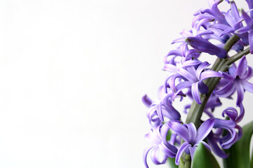 Blue hyacinth oriental (common hyacinth, garden hyacinth or Dutch hyacinth) copies the space. Hello spring concept. Selective focus. There is free space for text.