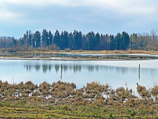 Flach lake or Flachsee in the natural protection zone Aargau Reuss river plain (Naturschutzzone...