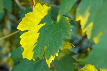 Grape bush and leaves in the garden.