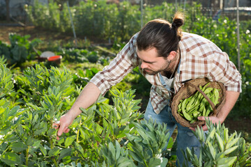 Naklejka na ściany i meble Farmer harvesting green peas. High quality photo