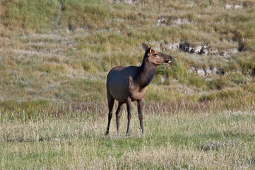 Obraz na płótnie Canvas Elk (Cervus canadensis) female in Yellowstone National Park, USA