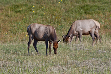 Elk (Cervus canadensis) female in Yellowstone National Park, USA