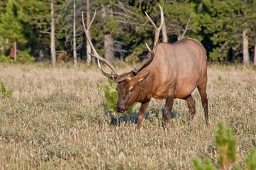 Elk (Cervus canadensis) male in Yellowstone National Park, USA