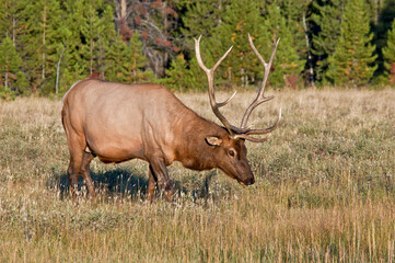 Naklejka na ściany i meble Elk (Cervus canadensis) male in Yellowstone National Park, USA