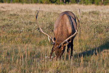 Fototapeta premium Elk (Cervus canadensis) male in Yellowstone National Park, USA