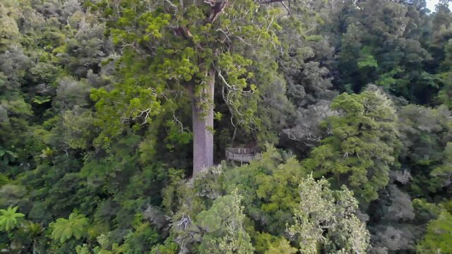 drone flying away from a giant square kauri tree by the path and fence in coromandel, New Zealand