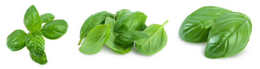 Fresh basil leaf isolated on white background with clipping path and full depth of field. Top view. Flat lay, Set or collection