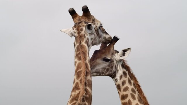 Stunning medium closeup of two male giraffes caressing in slow motion, Kruger National Park.