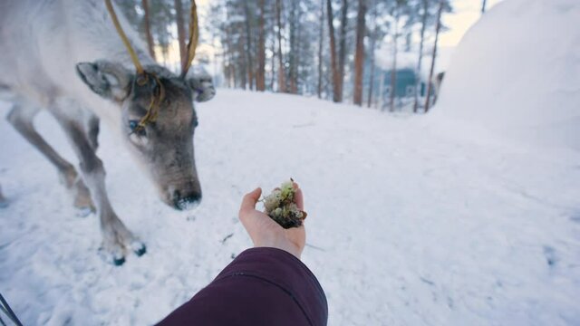 Reindeer eating from a bare hand, winter day, in Lapland - Rangifer tarandus