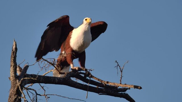 Slow motion of an African Fish-eagle taking off with a branch in its talons, Kruger National Park.