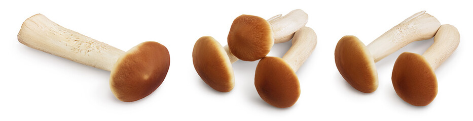 honey fungus mushrooms isolated on white background with clipping path and full depth of field. Set or collection