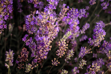 Obraz premium Lavender bush in the field, growing fragrant plants in the field, apiphyto and aromatherapy.