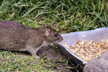 Brown Rat (Rattus norvegicus) in park