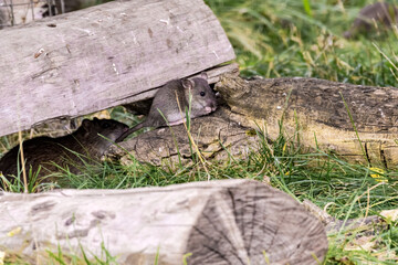 Brown Rat (Rattus norvegicus) in park