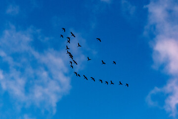 birds in the sky