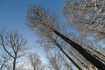 Buchenwald im Winter
