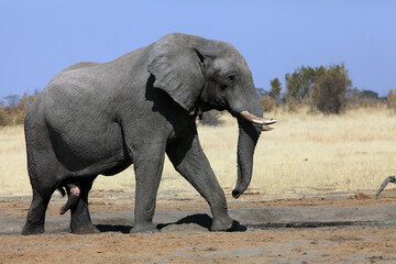 Fototapeta na wymiar A massive bull elephant at the waterhole, african bush elephant (Loxodonta africana).A large male elephant in a parched savannah.