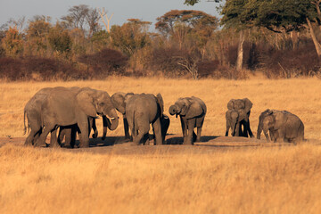 A herd of African bush elephant (Loxodonta africana) burrowing around a waterhole and drinking water in a dry yellow savannah. Typical herd of elephants at a watering hole in the evening sun.