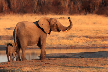 Female african bush elephant (Loxodonta africana) with baby elephant at a water source.Mother with cub in the evening sun.