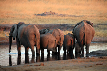 The African bush elephant (Loxodonta africana), a herd of elephants standing at a watering hole. Elephant butts in the setting sun. An atypical picture of an elephant herd at a watering hole.
