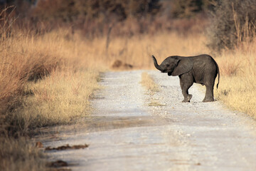 The African bush elephant (Loxodonta africana) the young  elephant sniffing with a raised trunk....
